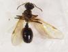 Pheidole sp.